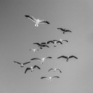 Birds (Framed Print)