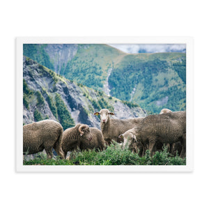 Counting Sheep (Framed Print)